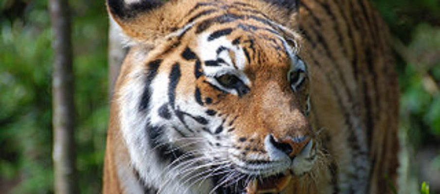 320px-Tiger-zoologie_de0001_22