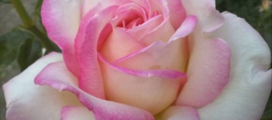 Flower by Martin Sproul