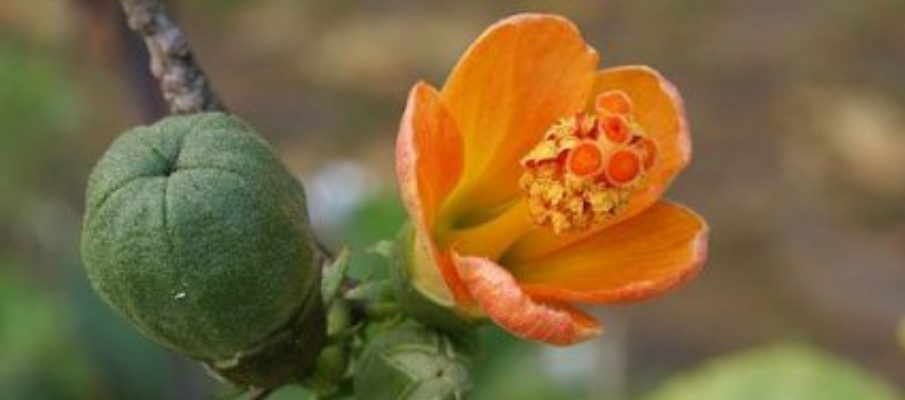 Hibiscus_boryanus_fruit_flower_&_bud