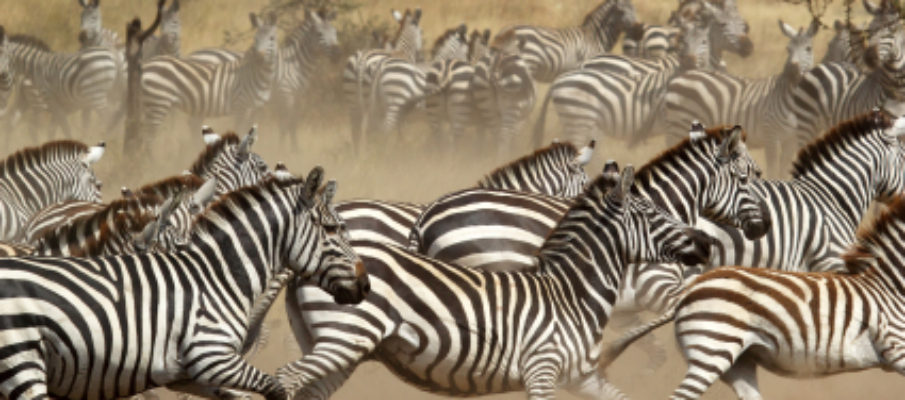 Herd of zebras in flight