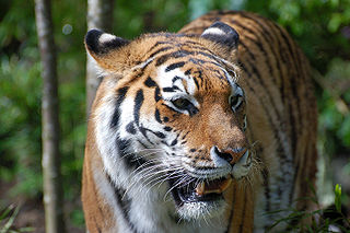 Tiger, symbol of healthy defensive responses