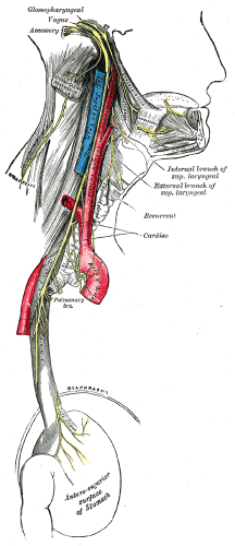 Vagus Nerve