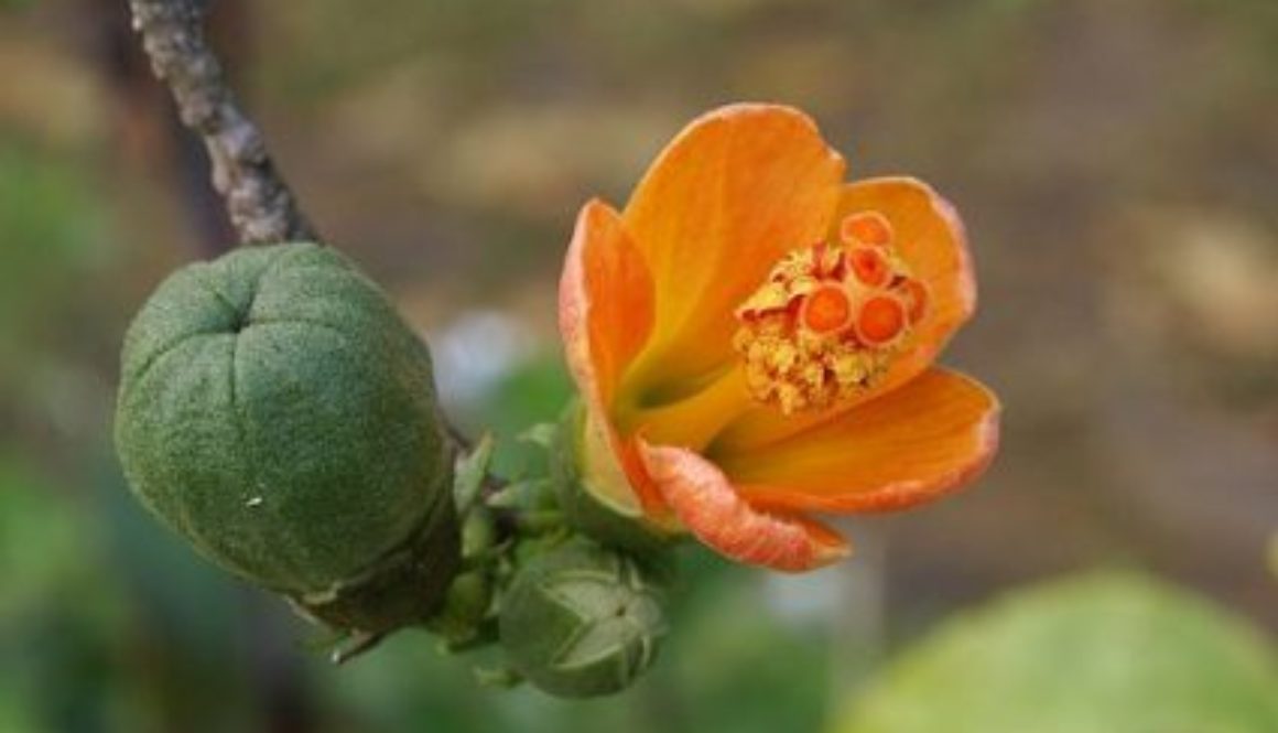 Hibiscus_boryanus_fruit_flower_&_bud