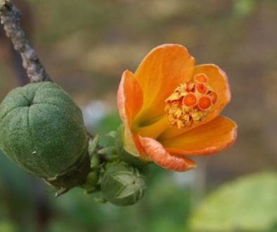 Hibiscus_boryanus_fruit_flower_&_bud